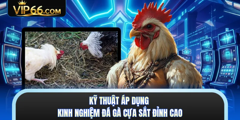 Kỹ thuật áp dụng kinh nghiệm đá gà cựa sắt đỉnh cao