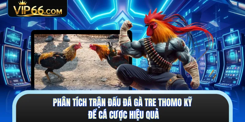 Phân tích trận đấu đá gà tre Thomo kỹ để cá cược hiệu quả